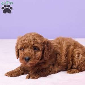Mabel, Miniature Poodle Puppy